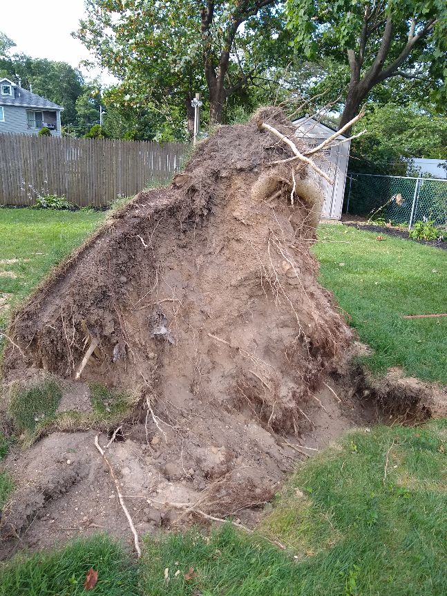 Large Stump from uprooted tree (back)