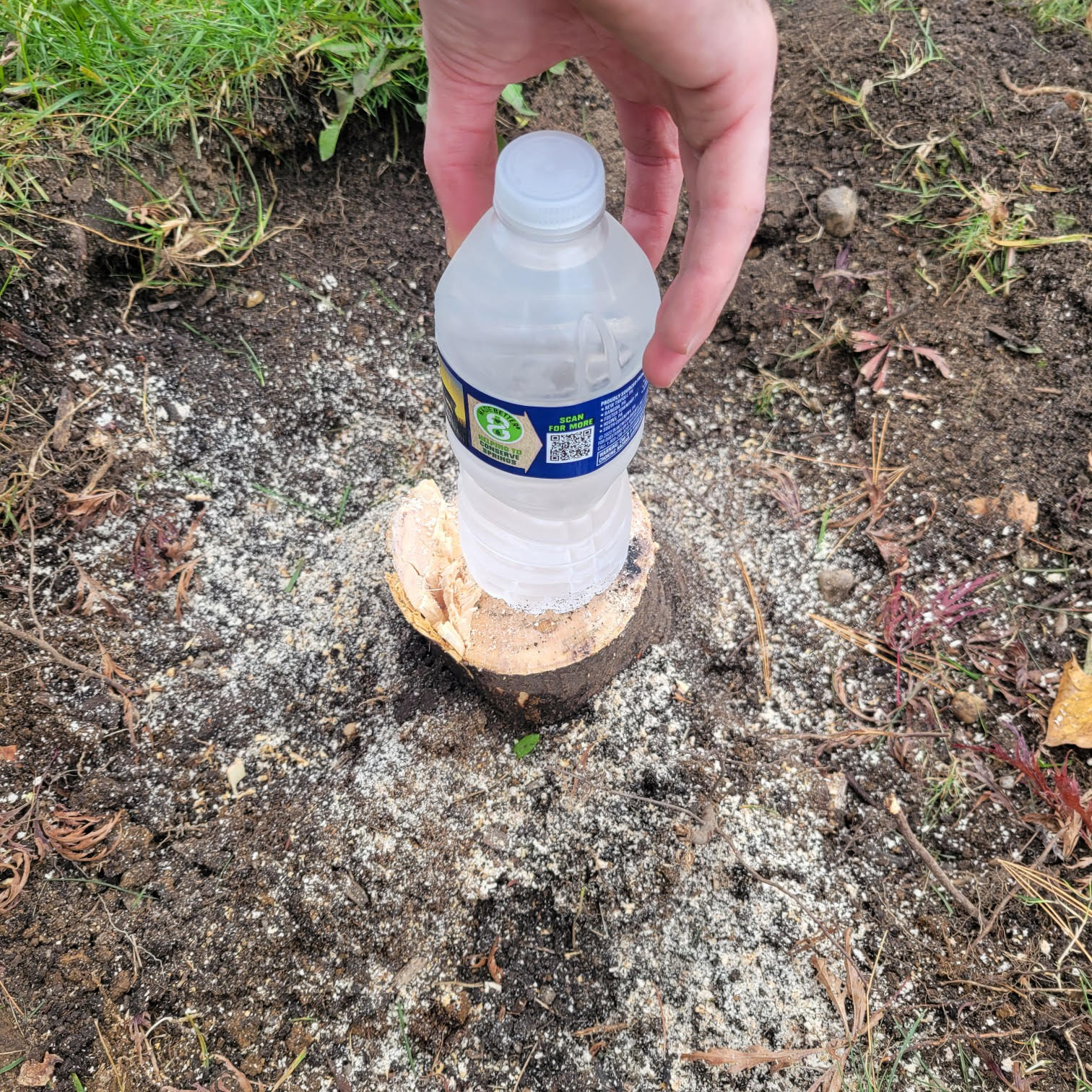 Small stump about a waterbottle wide