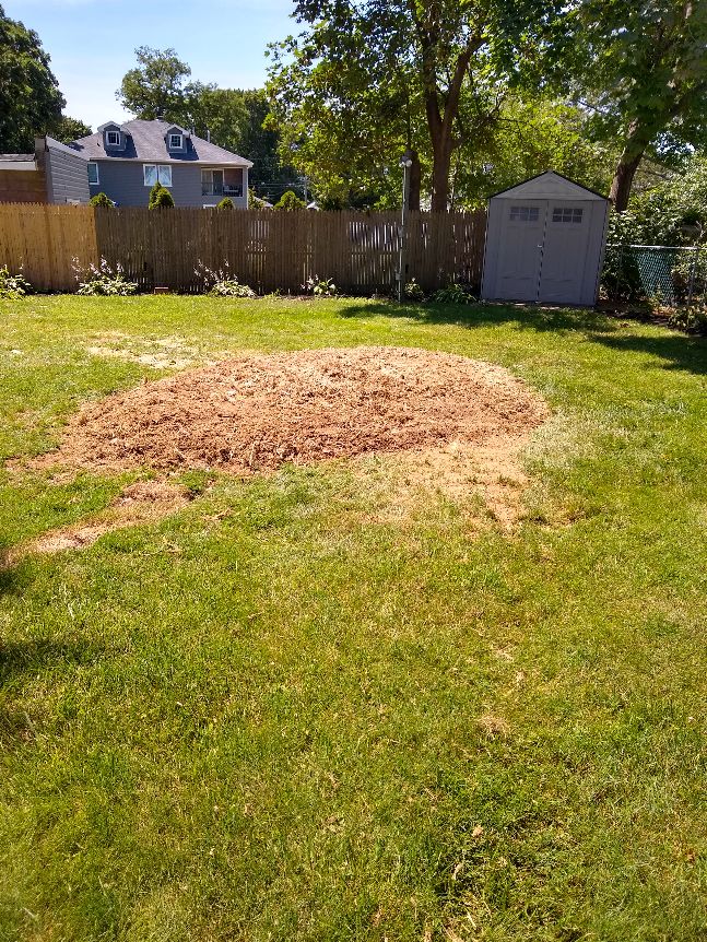 Large Stump from uprooted tree (After)