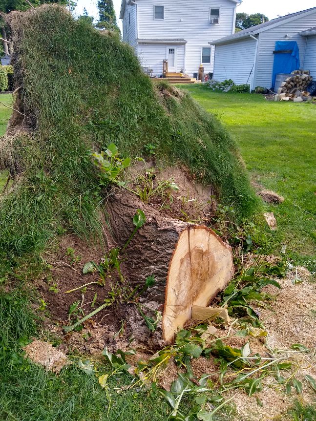 Large Stump from uprooted tree (Front)